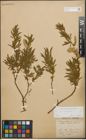 Foto von Salix purpurea L.